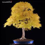 Acero Palmato Var. SANGOKAKU VENDUTO