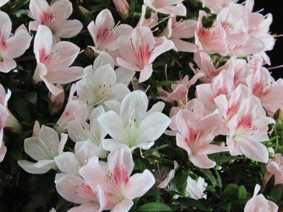 Azalea Satsuki NYOHOZAN - immagine 2