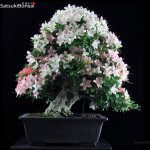 Azalea Satsuki Var. NIKKO VENDUTO