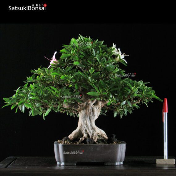 Azalea Satsuki Spp. VENDUTO - immagine 1