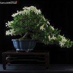 Gardenia Jasminoides VENDUTO