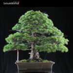 Pino pentaphilla VENDUTO