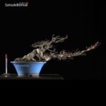 Acero Palmato var. Yamamomiji VENDUTO