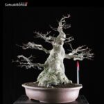 Acero Palmato var. Yamamomiji VENDUTO