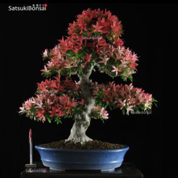 Azalea Satsuki Var. Saiko VENDUTO