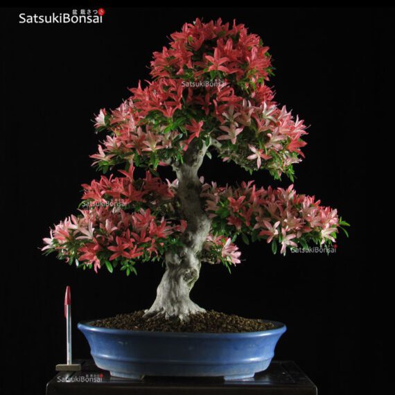 0383_10 Azalea Satsuki Var. Saiko VENDUTO - immagine 1