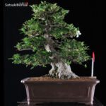 Azalea Satsuki Var. Eikan VENDUTO