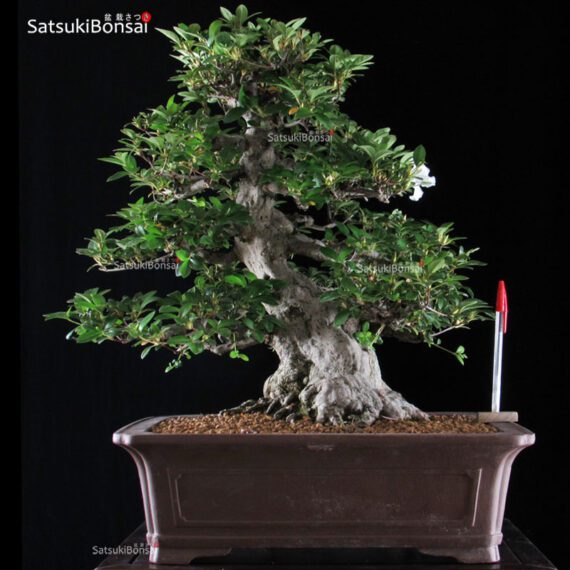 Azalea Satsuki Var. Eikan VENDUTO - immagine 1