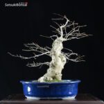 Ilex serrata femmina VENDUTO - immagine 4