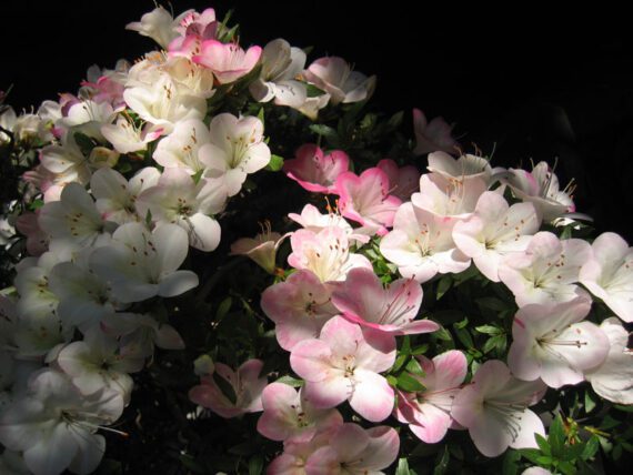 Azalea Satsuki AOZORA - immagine 2