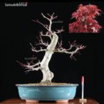 Acero palmato var. Deshojo VENDUTO - immagine 5