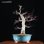 Acero palmato var. Deshojo VENDUTO - immagine 6