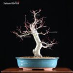 Acero palmato var. Deshojo VENDUTO - immagine 7