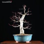 Acero palmato var. Deshojo VENDUTO - immagine 8