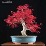 Acero palmato var. Deshojo VENDUTO - immagine 2