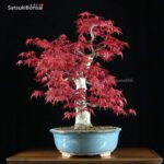 Acero palmato var. Deshojo VENDUTO - immagine 3