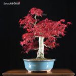 Acero palmato var. Deshojo VENDUTO - immagine 4