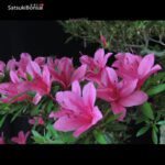 Azalea Satsuki Var. KORIN VENDUTO - immagine 4