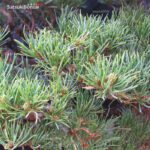 Pino pentaphilla var. Kokonoe VENDUTO - immagine 9