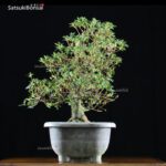 Azalea Satsuki Var. KOBAI VENDUTO - immagine 10