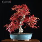 Acero palmato var. Deshojo VENDUTO