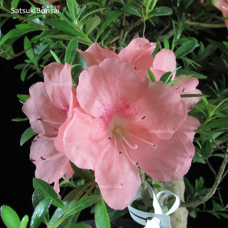 0864_9-Satsuki-Wakaebisu Talea di azalea Satsuki WAKAEBISU - immagine 1