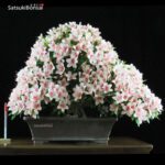 Azalea Satsuki NYOHOZAN VENDUTO