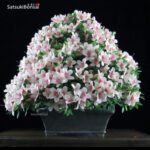 Azalea Satsuki NYOHOZAN VENDUTO - immagine 2