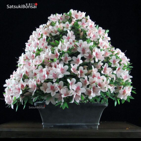 Azalea Satsuki NYOHOZAN VENDUTO - immagine 2