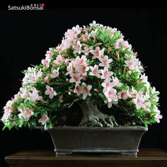 Azalea Satsuki NYOHOZAN VENDUTO - immagine 3