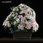 Azalea Satsuki NYOHOZAN VENDUTO - immagine 4