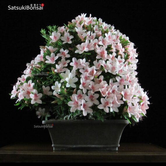 Azalea Satsuki NYOHOZAN VENDUTO - immagine 4