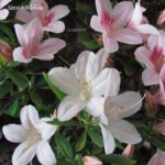 Azalea Satsuki NYOHOZAN - immagine 11