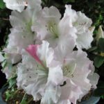 Azalea Satsuki GYOTEN VENDUTO - immagine 8