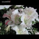 Azalea Satsuki GYOTEN VENDUTO - immagine 5