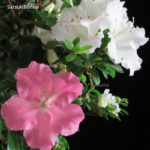 Azalea Satsuki GYOTEN VENDUTO - immagine 6