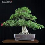 Azalea Satsuki HEKISUI VENDUTO - immagine 10