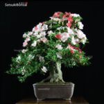 Azalea Satsuki HEKISUI VENDUTO - immagine 2