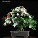 Azalea Satsuki HEKISUI VENDUTO - immagine 3