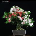 Azalea Satsuki HEKISUI VENDUTO - immagine 4