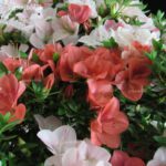 Azalea Satsuki HEKISUI VENDUTO - immagine 5