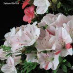 Azalea Satsuki HEKISUI VENDUTO - immagine 6