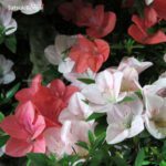 Azalea Satsuki HEKISUI VENDUTO - immagine 7