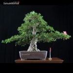 Azalea Satsuki HEKISUI VENDUTO - immagine 8