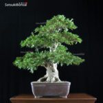 Azalea Satsuki HEKISUI VENDUTO - immagine 9