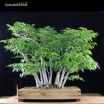 Fagus Crenata - Faggio - Buna VENDUTO