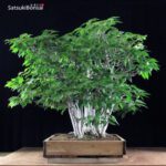 Fagus Crenata - Faggio - Buna VENDUTO - immagine 2