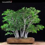 Fagus Crenata - Faggio - Buna VENDUTO - immagine 3