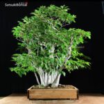 Fagus Crenata - Faggio - Buna VENDUTO - immagine 4