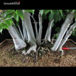 Fagus Crenata - Faggio - Buna VENDUTO - immagine 5